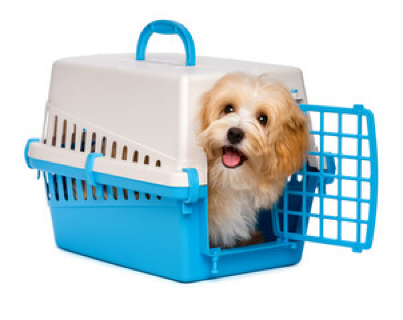Acessórios para Filhote de Cachorro Cantagalo - Acessórios para Cachorro Pinscher