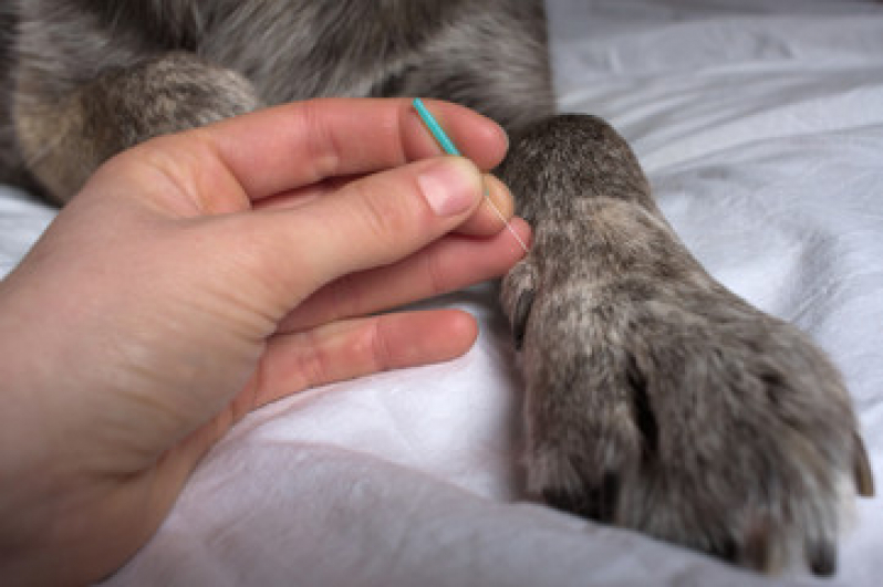Acupuntura em Cães e Gatos Piquete - Acupuntura para Cães e Gatos