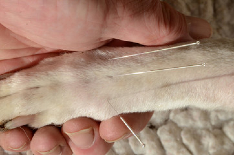 acupuntura para animais acupuntura em caes idosos RJ