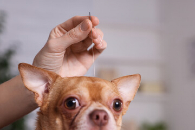 acupuntura para animais acupuntura em caes RJ