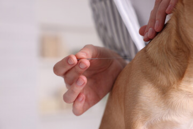 acupuntura para animais acupuntura para cachorro rio das ostras RJ