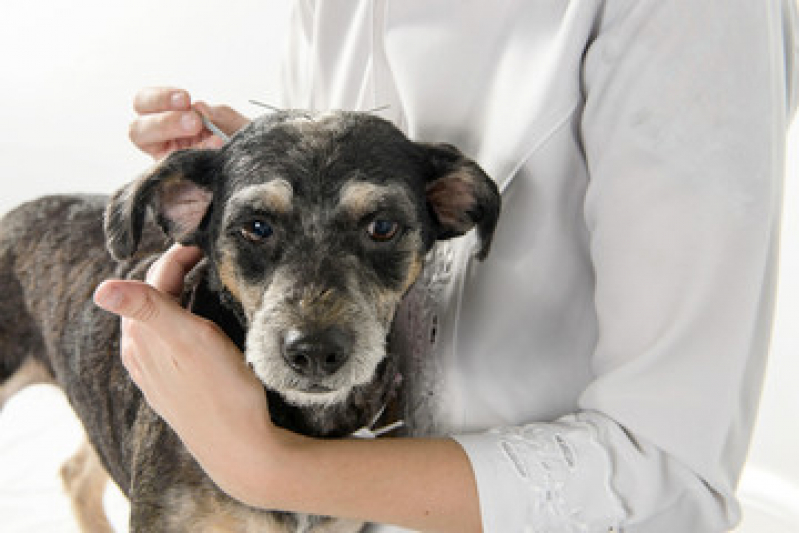 acupuntura para animais acupuntura para cachorro RJ