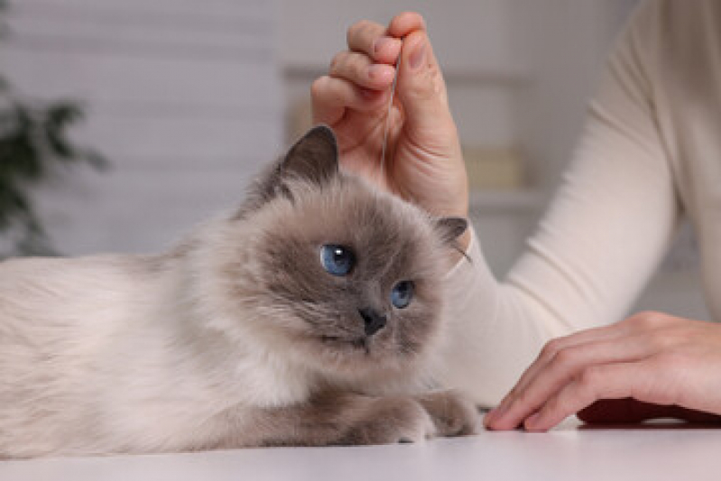 acupuntura para animais acupuntura para caes e gatos RJ