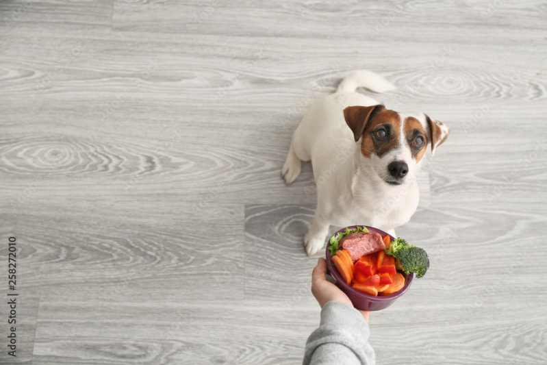 Alimentação Natural para Cães Venda da Cruz - Ração Natural para Cachorro