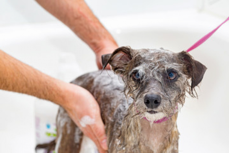 Banho e Tosa Próximo de Mim Contato Extensão Serra Mar - Banho em Gato Pet Shop