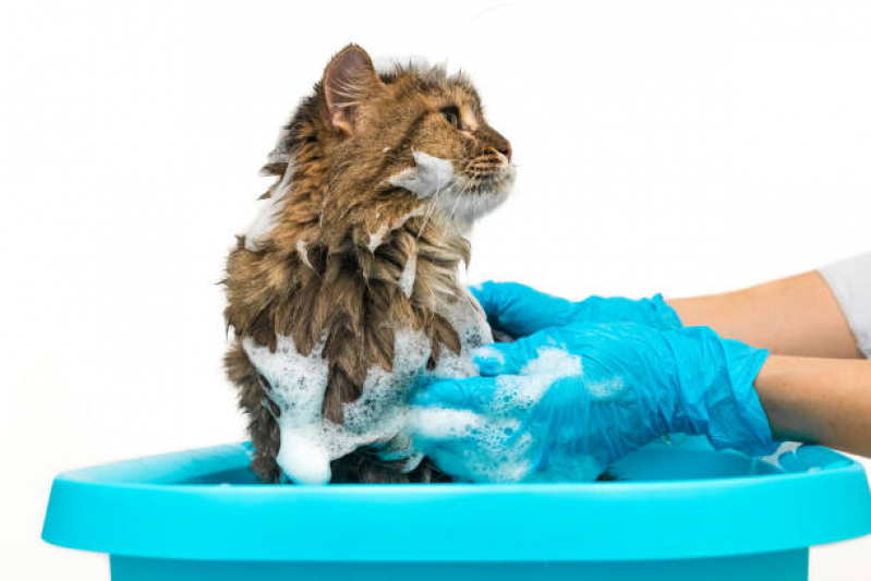 Banho em Gato Pet Shop Contato Serramar - Banho e Tosa Gato