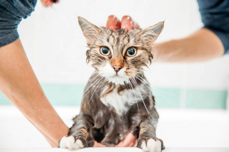 Banho em Gato Pet Shop Serra Grande - Banho e Tosa Gato