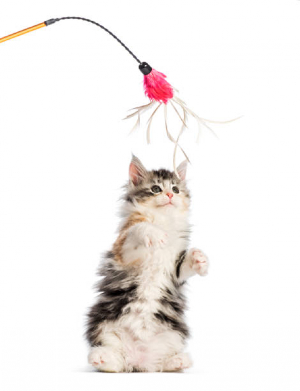 Brinquedo de Gato Operário - Brinquedo Arranhador para Gatos