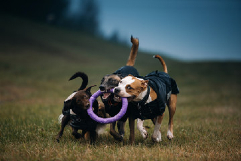 Brinquedo Interativo Cachorro Palmital - Brinquedo Resistente para Cachorro