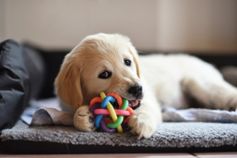 Brinquedo Interativo para Cachorro Preço Bairro da Glória - Brinquedo Resistente para Cachorro