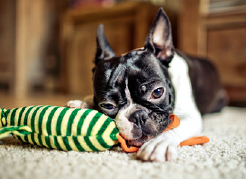 Brinquedo Interativo para Cachorro A - Brinquedo Resistente para Cachorro