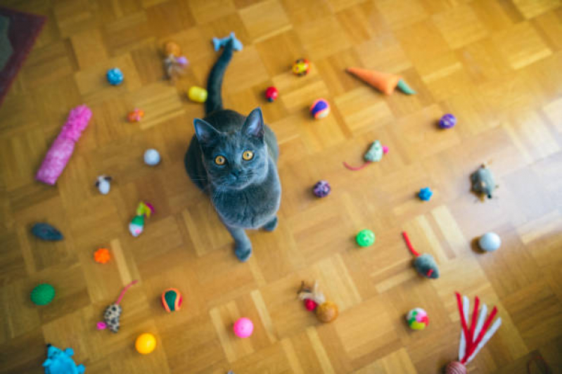 Brinquedo Interativo para Gato Costa Verde - Brinquedo para Gato Morder