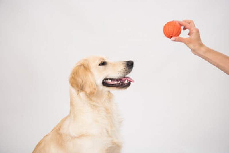 Brinquedo para Cachorro Preço Colinas - Brinquedo para Cachorro Niterói