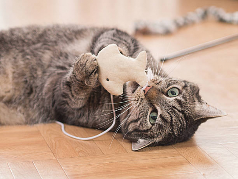 Brinquedo para Gato Morder Preço Marquês Maricá - Brinquedo Arranhador para Gatos