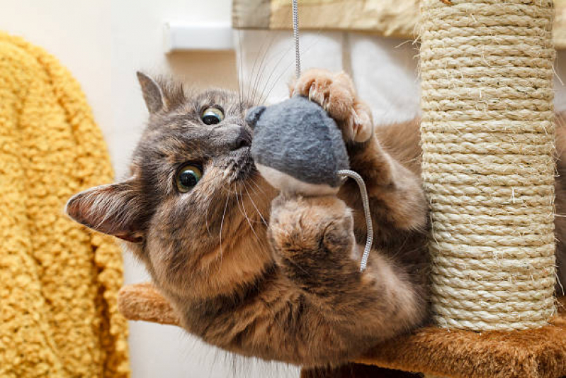Brinquedo para Gato Morder Padre Pequeno - Brinquedo Interativo para Gato