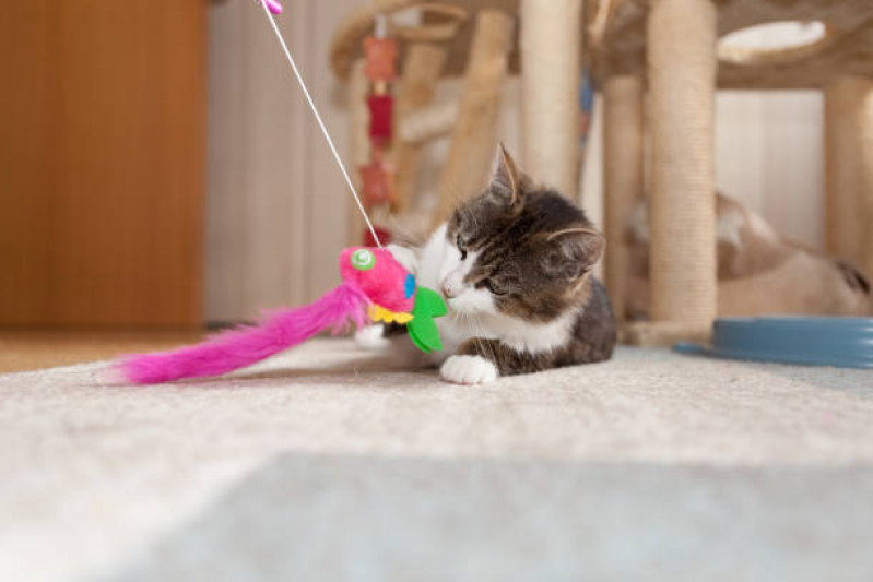 brinquedos para animais brinquedo para gato RJ