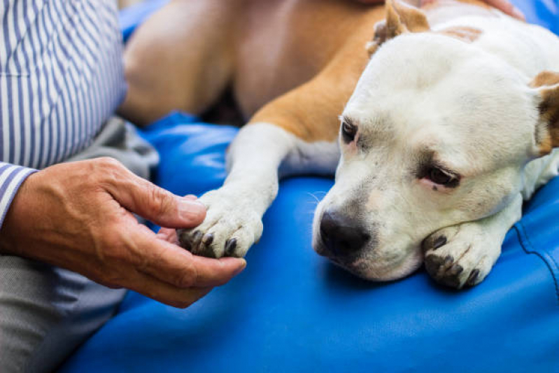 Cirurgia Castração Cachorro Marcar Niterói - Cirurgia de Patela em Cachorro