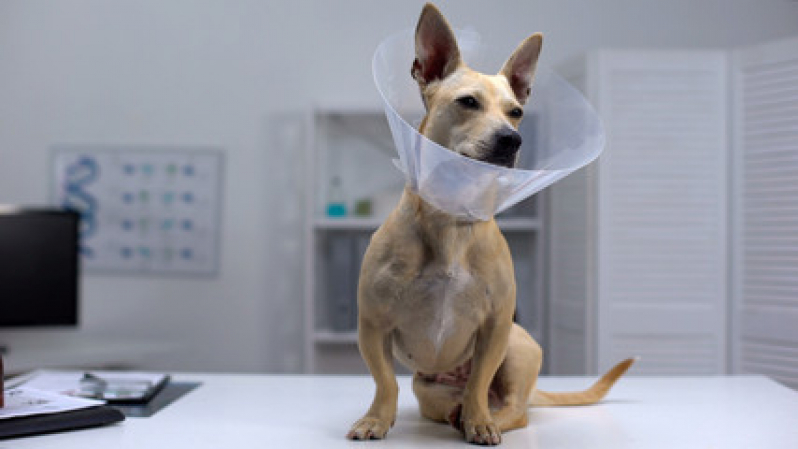 Cirurgia de Castração de Cachorro Caju - Cirurgia Luxação de Patela Cães