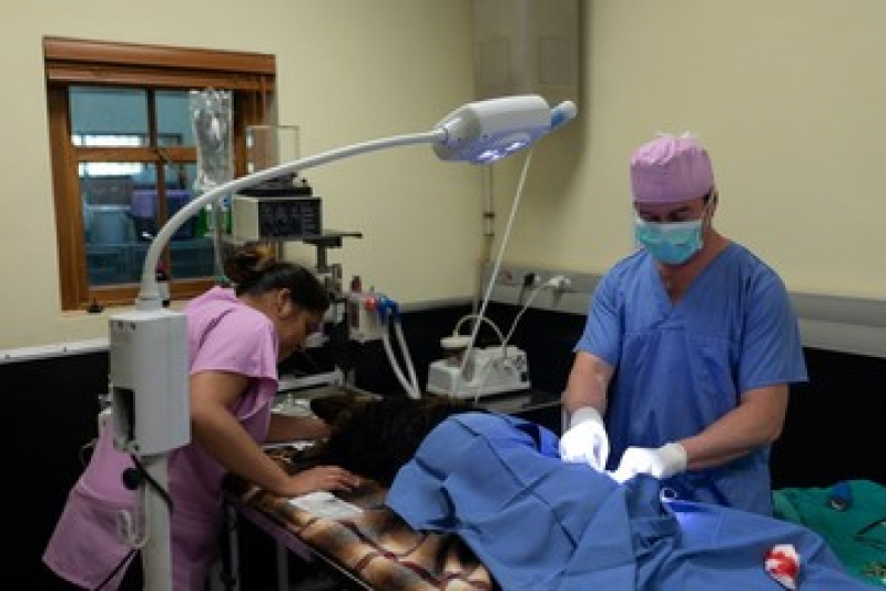 Cirurgia de Castração de Cadela Marcar Piquete - Cirurgia de Patela em Cachorro