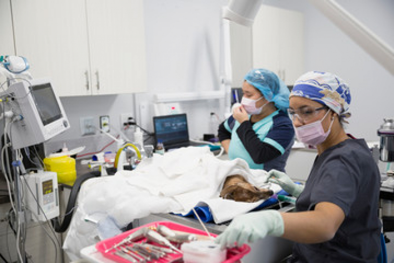 Cirurgia de Castração de Cadela Largo da Batalha - Cirurgia Luxação de Patela Cães