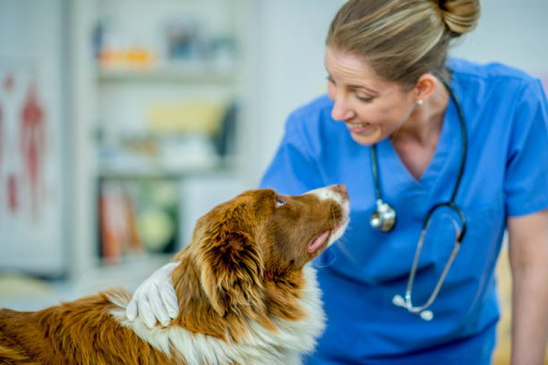Cirurgia de Catarata Cachorro Marcar Várzea Moças - Cirurgia em Cão