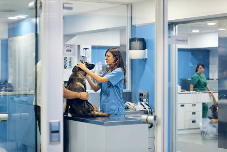 Cirurgia de Catarata Cachorro Inoa - Cirurgia Luxação de Patela Cães