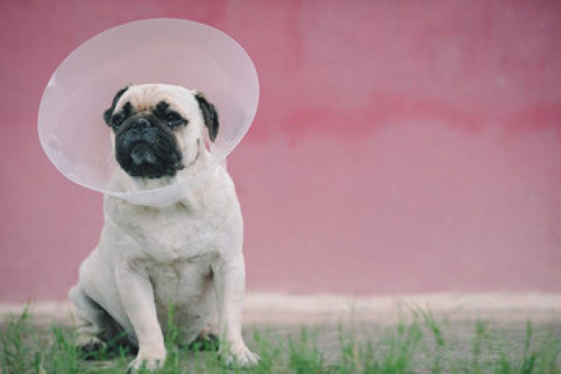 Cirurgia de Catarata para Cachorro Costa Verde - Cirurgia Luxação de Patela Cães