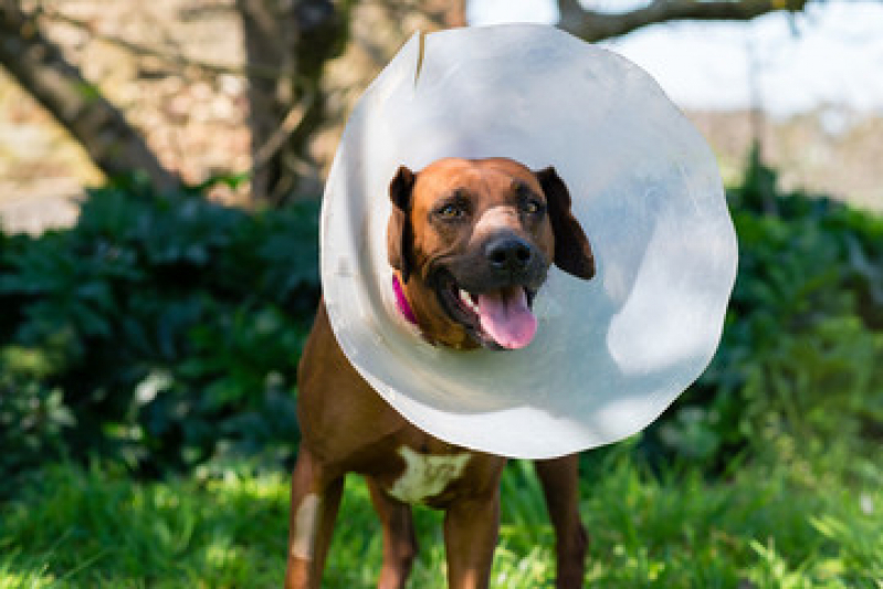 Cirurgia de Patela em Cachorro Marcar Serra Grande - Cirurgia de Catarata em Cachorro