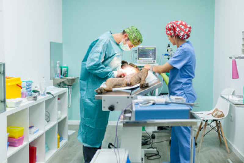 Cirurgia de Patela em Cachorro Saco Flores - Cirurgia Luxação de Patela Cães