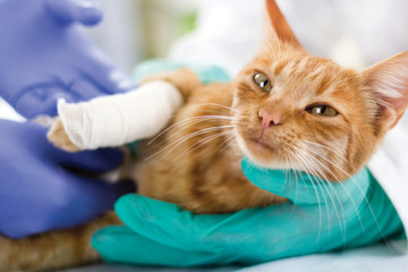 Cirurgia de Pequenos Animais Preço Charitas - Cirurgia em Gatos