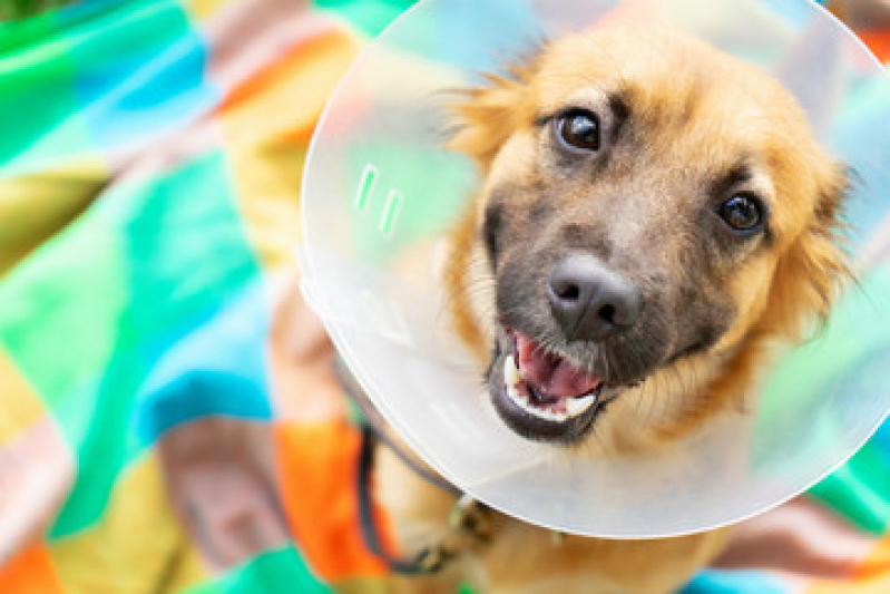 Cirurgia de Pequenos Animais Cordeirinho - Ponta Negra - Cirurgia Ortopédica para Cachorro