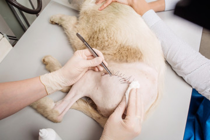 Cirurgia em Animais de Grande Porte Preço São Lourenço - Cirurgia para Animais Niterói