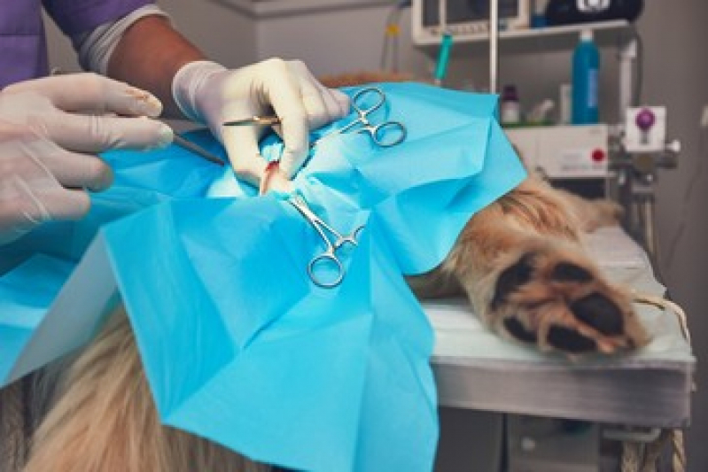 Cirurgia em Animais de Grande Porte Verdes Mares - Cirurgia para Animais Niterói