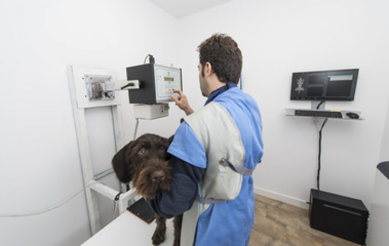 Cirurgia em Cachorro Idoso Marcar Botafogo - Cirurgia de Catarata em Cães