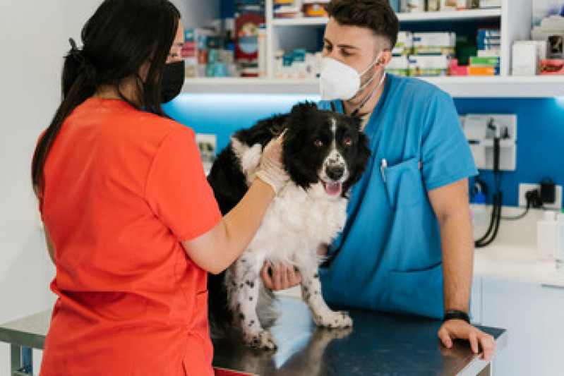 Cirurgia em Cachorro Idoso Centro - Cirurgia em Cão