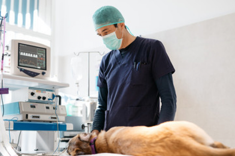 Cirurgia em Cão Marcar Praia da Tartaruga - Cirurgia de Catarata em Cachorro