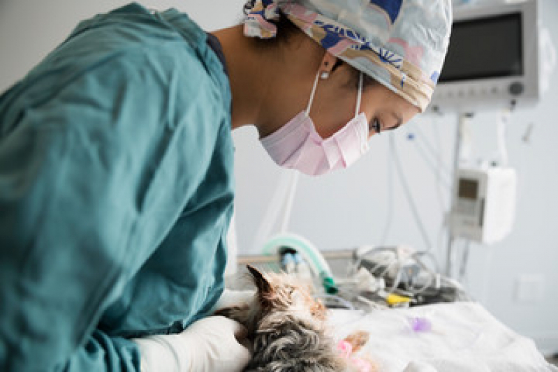 Cirurgia em Cão Chácara Inoa - Cirurgia de Castração de Cadela