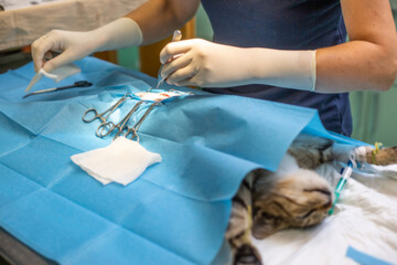 Cirurgia em Gatos Preço Jurujuba - Cirurgia em Gatos