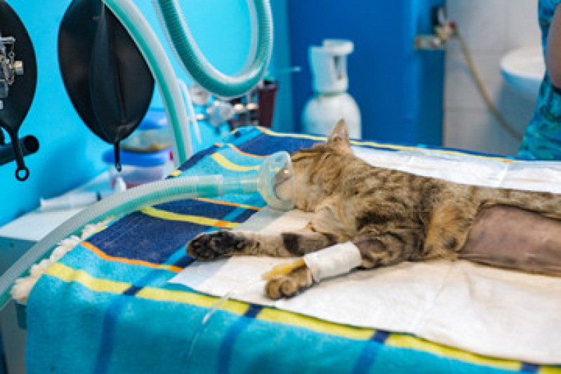 Cirurgia em Gatos Parque Eldorado - Cirurgia para Animais