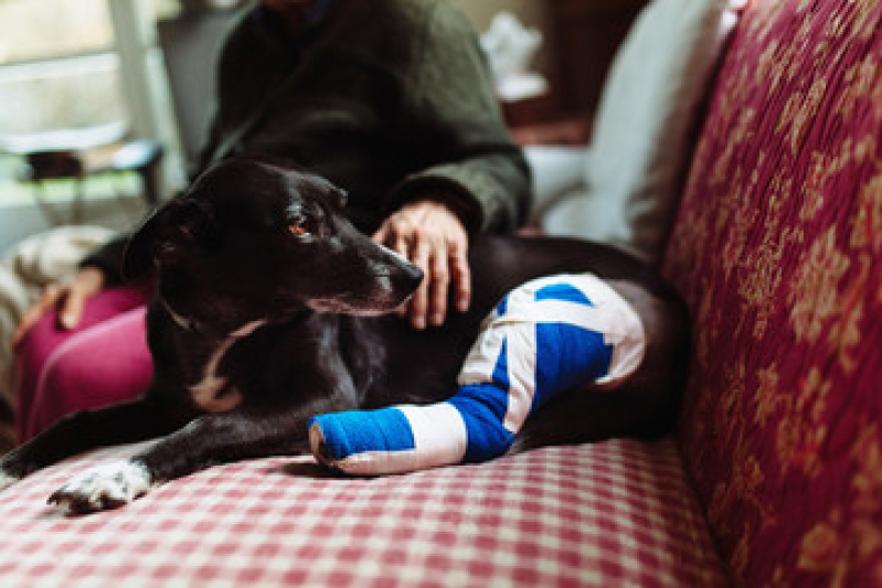 Cirurgia Luxação de Patela Cães Cancela Preta - Cirurgia de Catarata em Cães