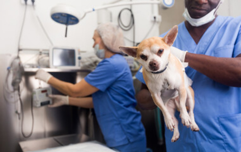 Cirurgia Ortopédica em Cachorro Preço Charitas - Cirurgia para Animais Niterói
