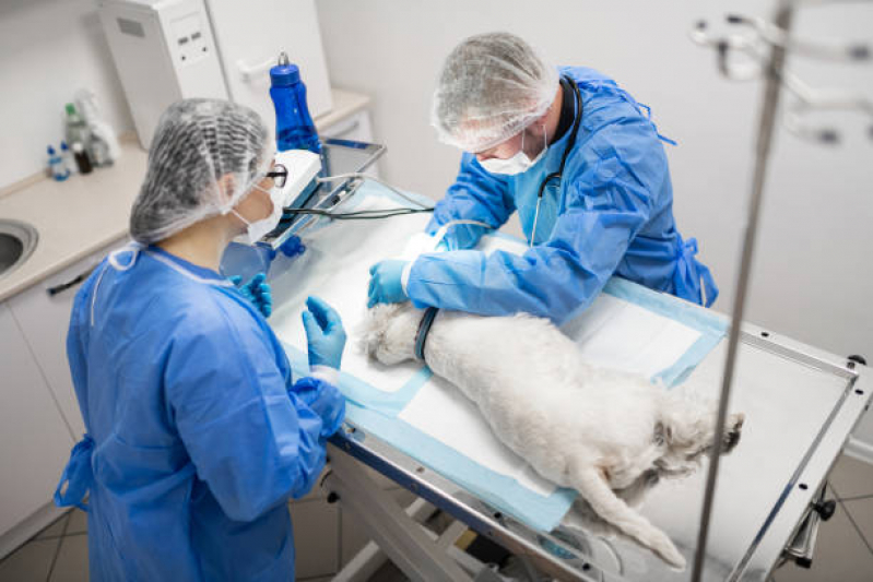 Cirurgia Ortopédica para Cachorro Extensão do Bosque - Cirurgia Ortopédica Veterinária