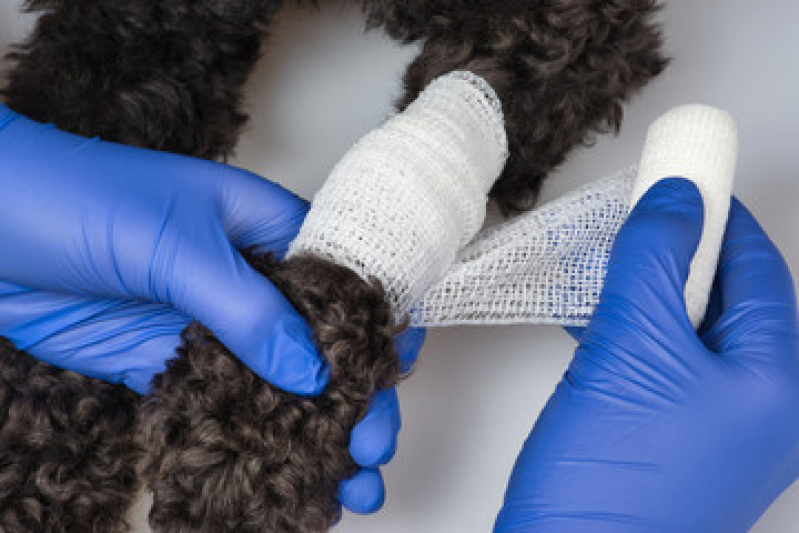 Cirurgia para Animais de Pequeno Porte Venda da Cruz - Cirurgia Ortopédica em Cachorro