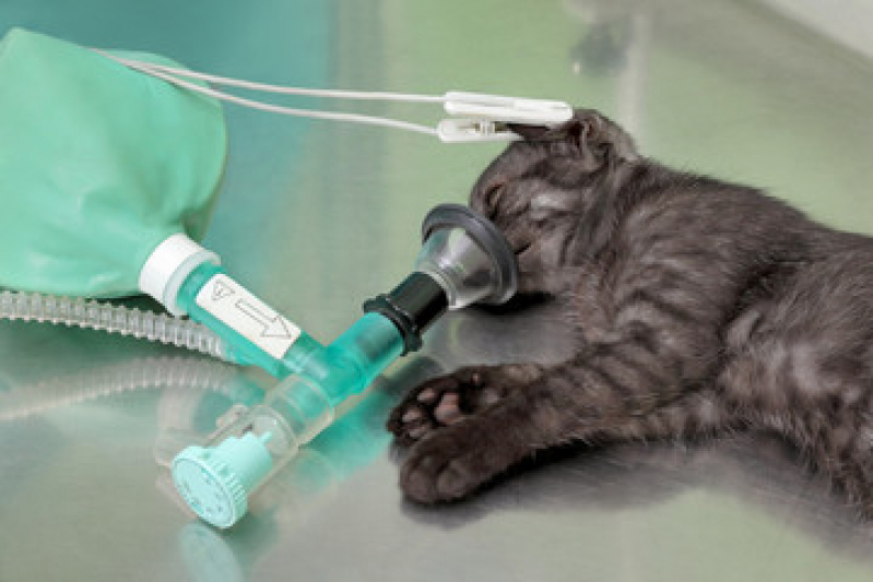 Cirurgia para Animais Preço Ouro Verde - Cirurgia para Gatos