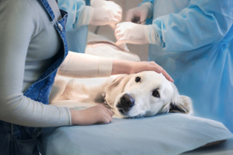 Cirurgia para Animais Icaraí - Cirurgia Ortopédica para Cachorro