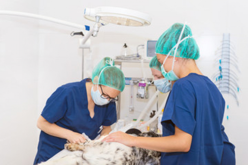 Cirurgia para Cachorro Mar do Norte - Cirurgia de Castração de Cachorro