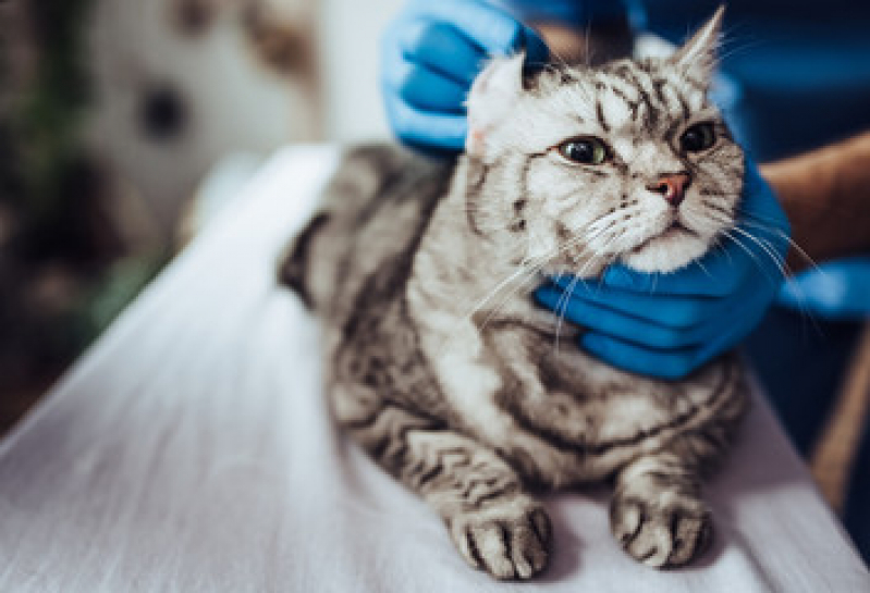 Clínica Especializada em Felinos Jardim Patrícia - Clínica Veterinária para Gatos