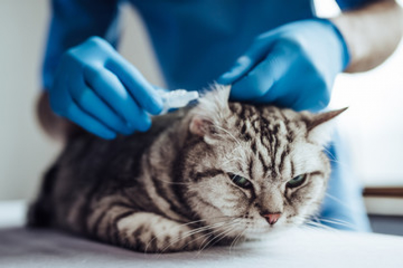 Clínica Especializada em Gatos Contato São Francisco - Clínica Veterinária para Felinos