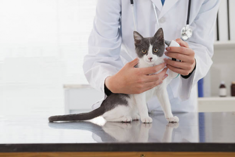 Clínica Médica Veterinária para Gatos Contato Cantagalo - Clínica Veterinária Especializada em Felinos