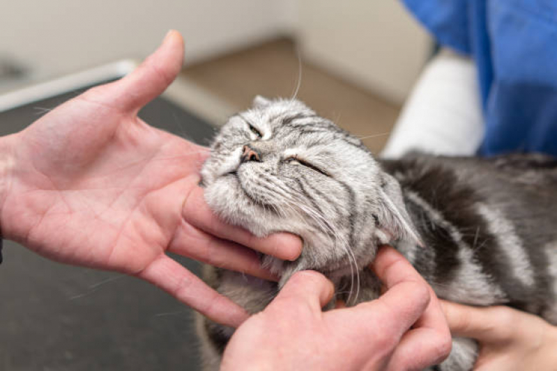 Clínica Veterinária de Gatos Contato Parque Nanci - Clínica Especializada em Felinos